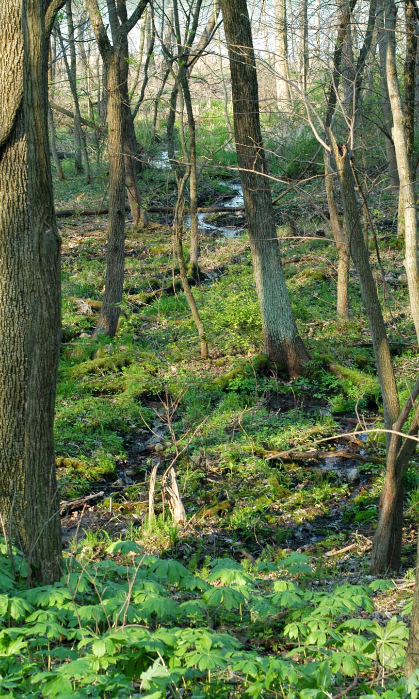 Water meanders through a forested seep habitat at the Dixon Waterfowl Refuge.