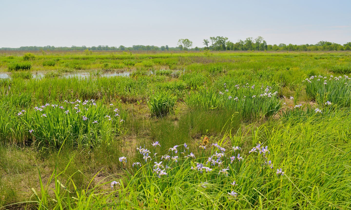 An example of a sedge meadow at Midewin National Tallgrass Prairie.