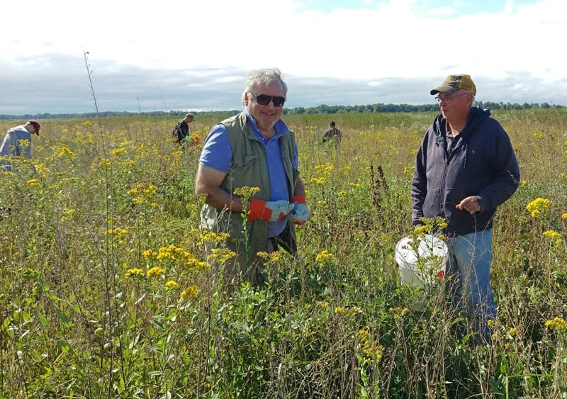 TWI board member and former chairman of the board Chris Kerns (left) joined the seed harvest!