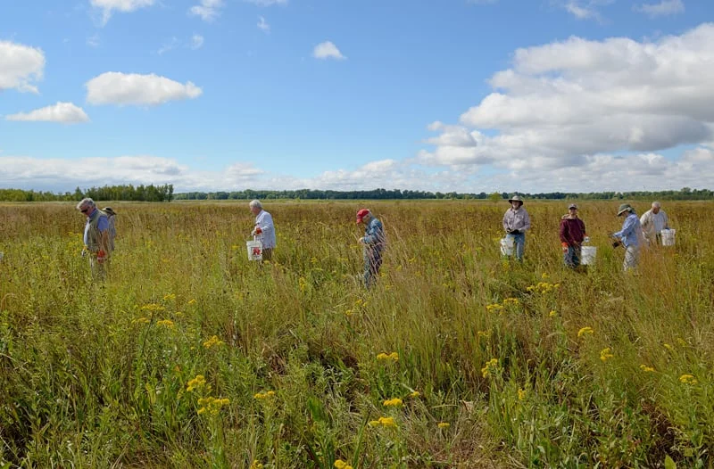 In total, volunteers harvested roughly $20,000 worth of native seed that TWI would have otherwise needed to purchase!