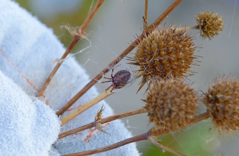 Many spiders were sheltering in the prairie vegetation or stringing webs between plants.