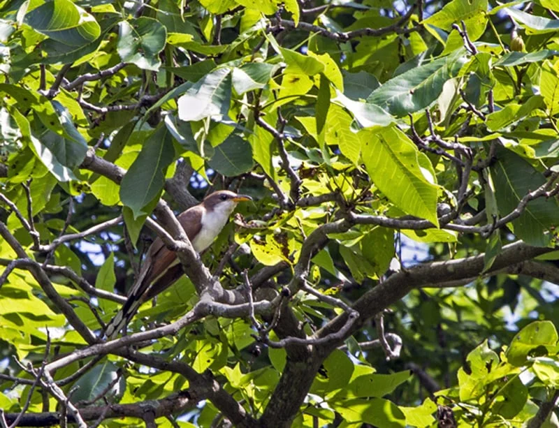 A Yellow-billed Cuckoo—a shy and uncommon species—was captured on film by participant Emma England. In total, 108 bird species were observed or heard during the BioBlitz, including several species not previously known to occur at the Dixon Refuge in summer.