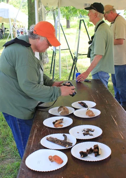 Don’t eat this: Mycologists brought several colorful fungus specimens back to display at the BioBlitz base camp. Photo by Beth Botts.