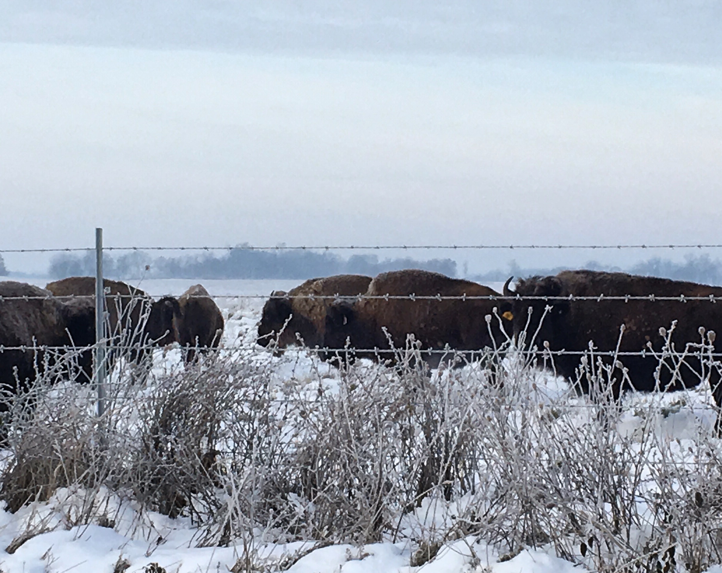 Bison at Midewin on a snowy morning. 