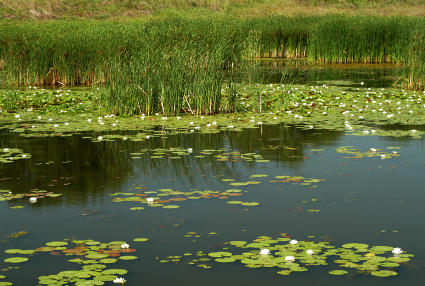 An example of healthy hemi-marsh at TWI's Dixon Waterfowl Refuge. 