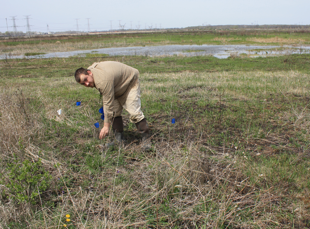 TWI restoration specialist Trevor Edmonson flags a remant population of prairie violets discovered at Midewin.