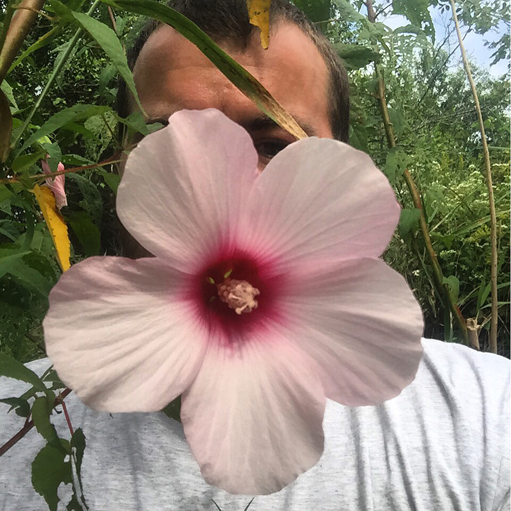 Trevor with a huge bloom in a remnant pocket of rose mallow found on the South Prairie Creek Outwash Plain.