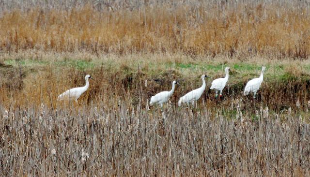 Five juvenile Whooping Cranes stopped over to feed at the Dixon Waterfowl Refuge on April 6. Photo by Scott Anderson/LaSalle News Tribune.