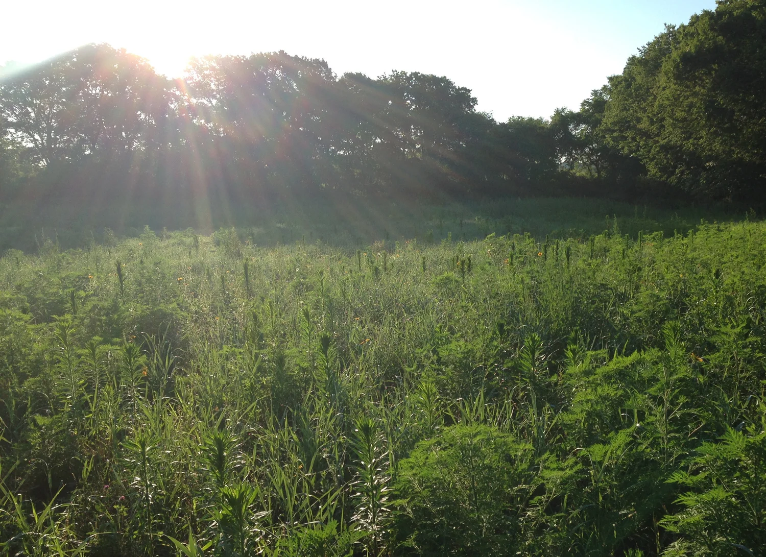 A June 2016 vista shortly after dawn in one of the newly planted prairie restoration zones at Hickory Hollow. 