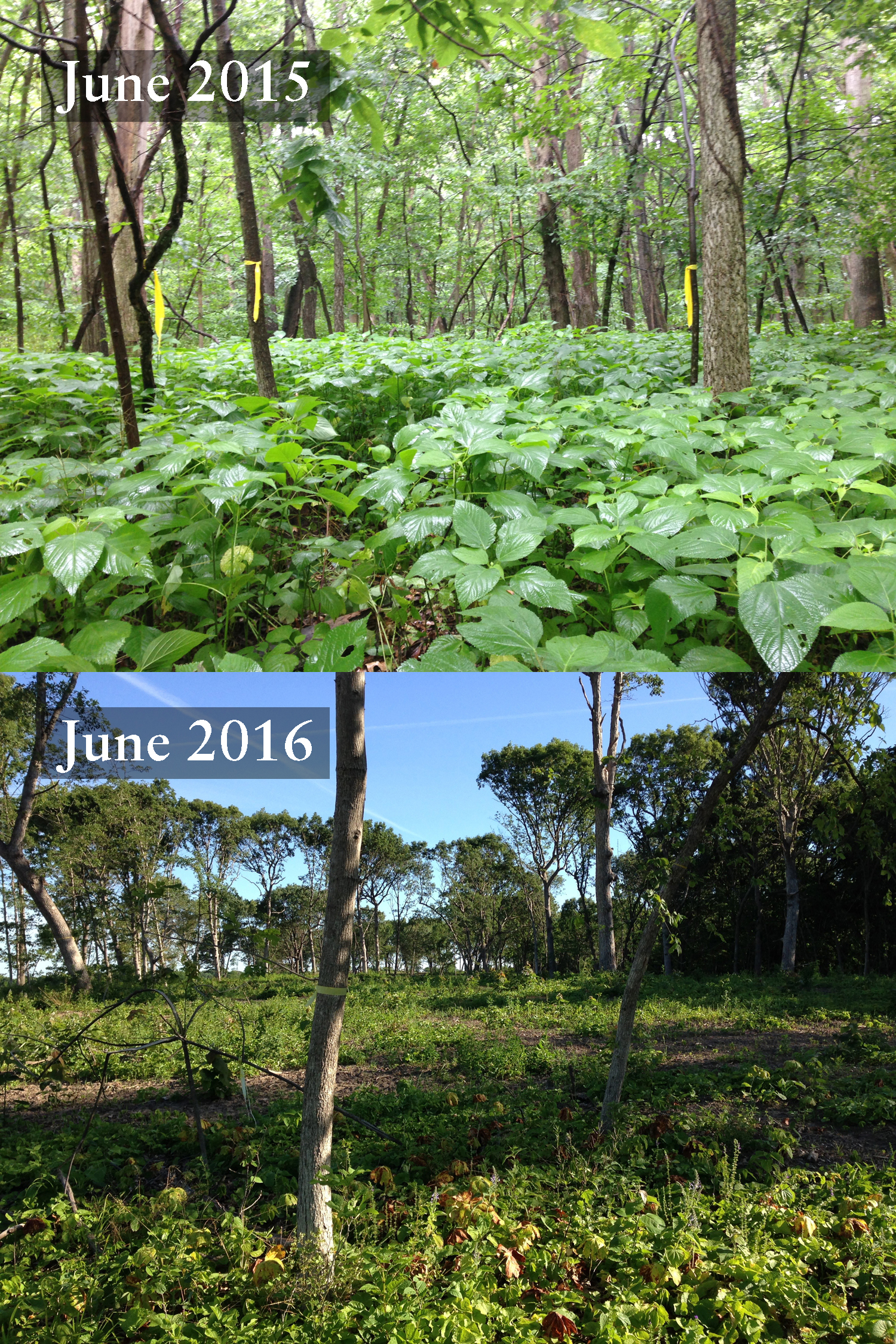 Bird surveying Point 7 in one of the savanna restoration zones, before restoration began in 2015 and after thinning of small and weedy trees was completed in 2016. 