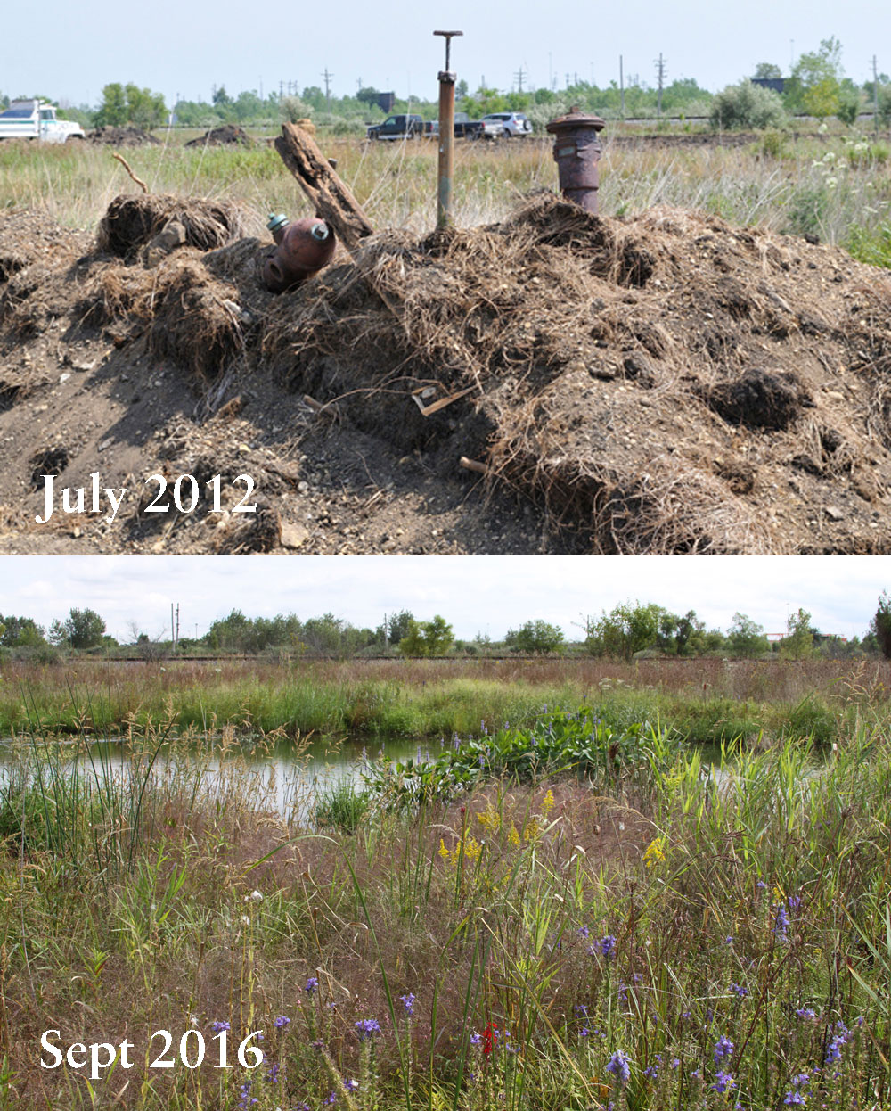 Before and after: Over the past four years of TWI’s restoration work at Lobelia Meadows, infrastructure, bare ground, and weedy species have been replaced with healthy wetland and prairie habitats and a great diversity of wildflowers.