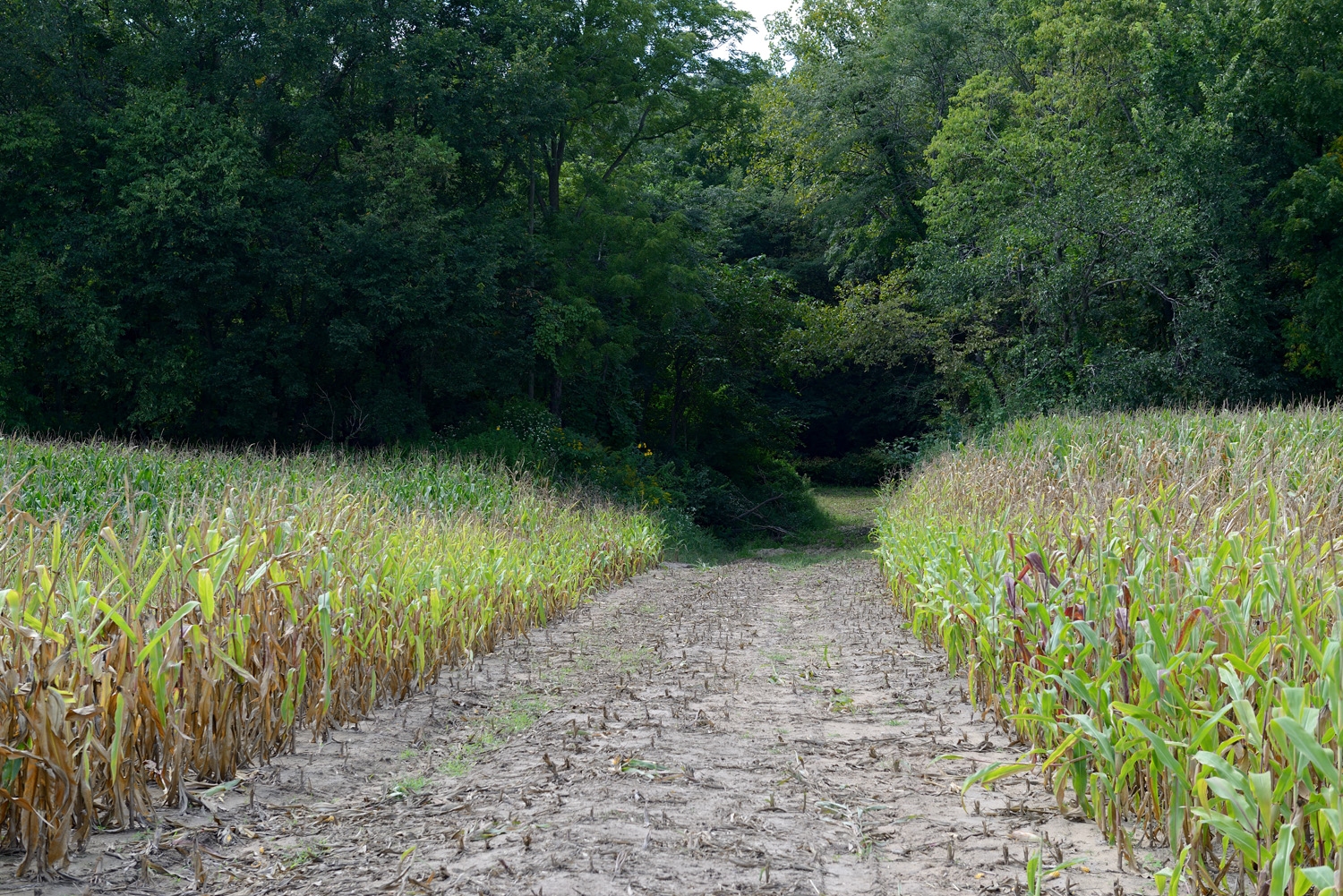 Cornfields at the Hickory Hollow site, before restoration began.