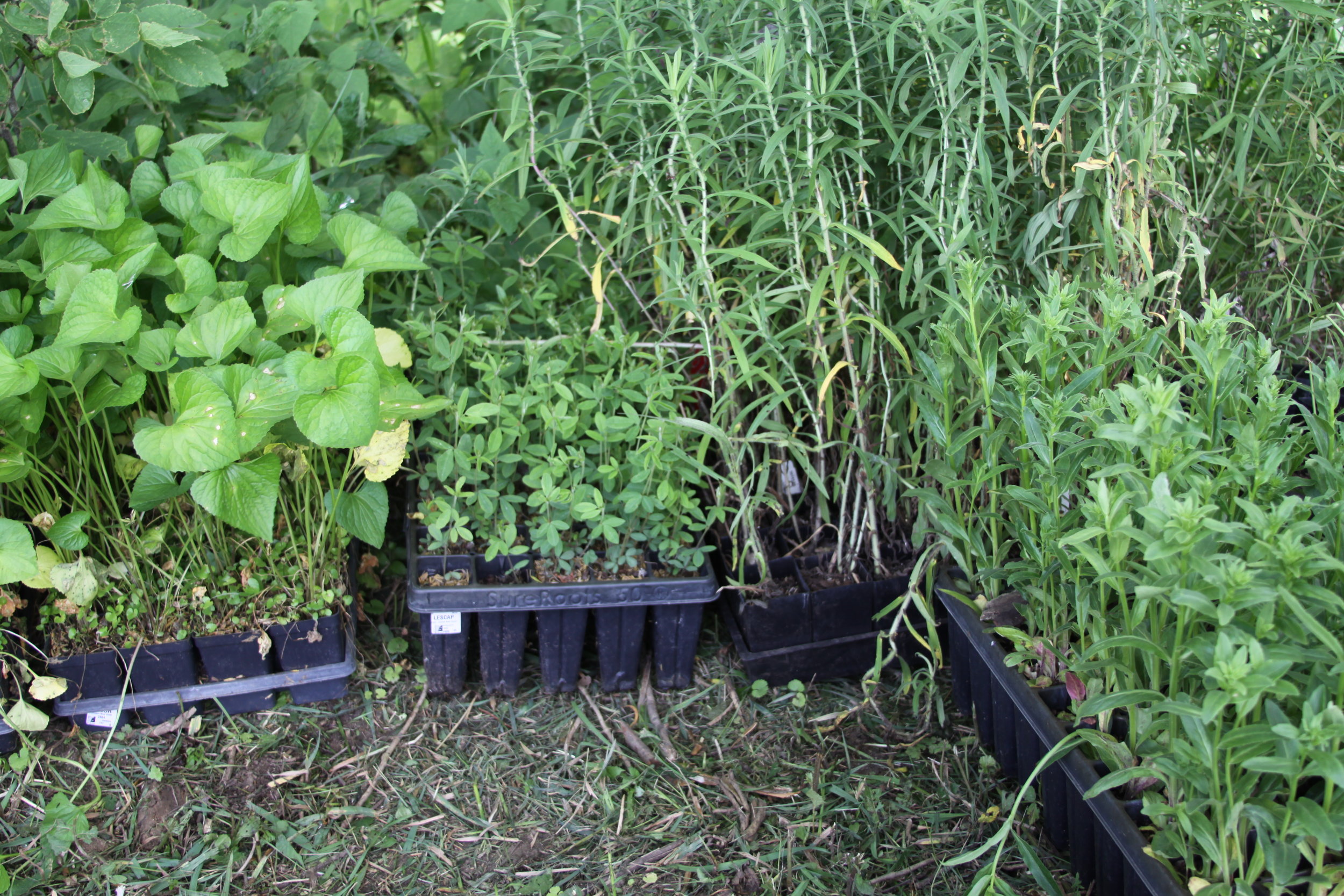 Along with sowing native seed in the winter, TWI plants seedlings in the spring to increase diversity and the likelihood of establishment. Photo by David Miller.