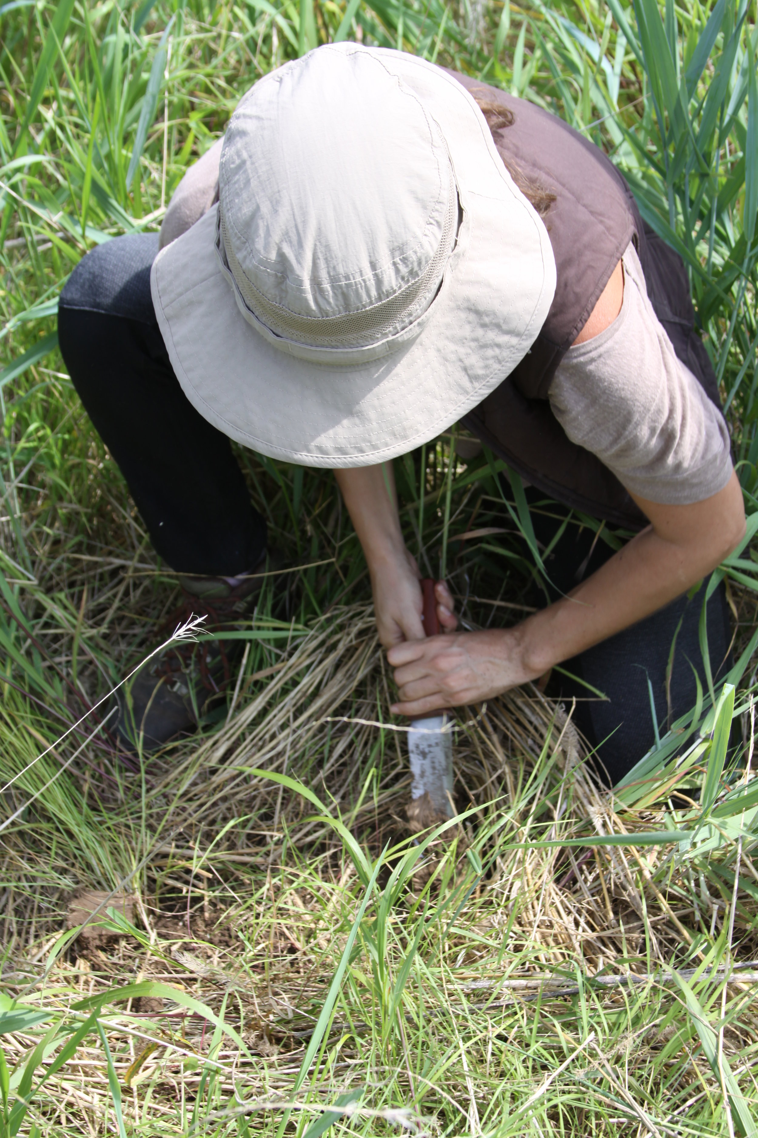 Planting at the Dixon Refuge’s Hickory Hollow tract was particularly laborious this year because the ground was very dry and hard. Photo by David Miller.