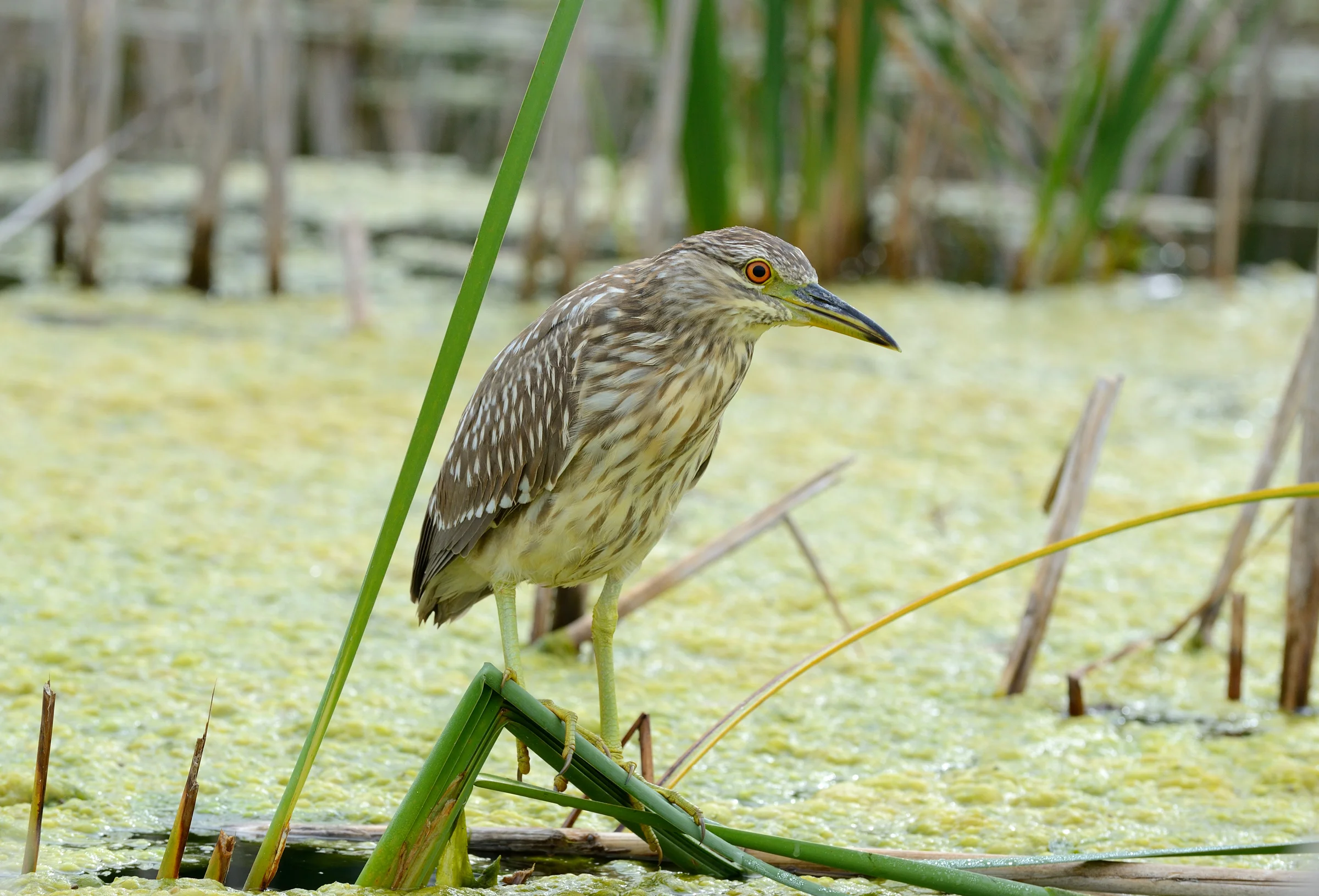 Night-Heron.jpg