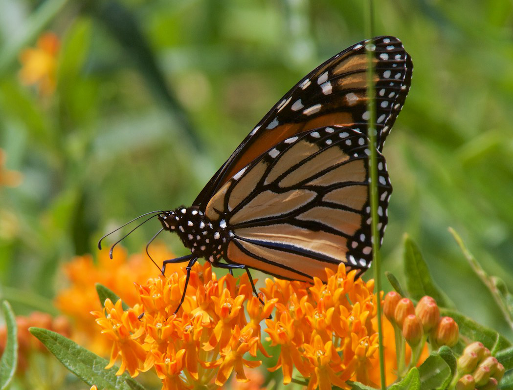 Monarch butterfly drinking nectar on butterfly weed, a common native milkweed species. Photo by Bob Chinn.