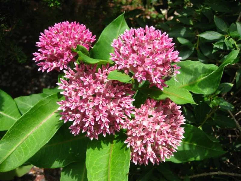 The rare Purple Milkweed is one of nine native milkweed species targeted for planting under TWI's project. It is adapted to dry, sandy savanna and prairie soils. Photo courtesy of the Missouri Botanical Garden.