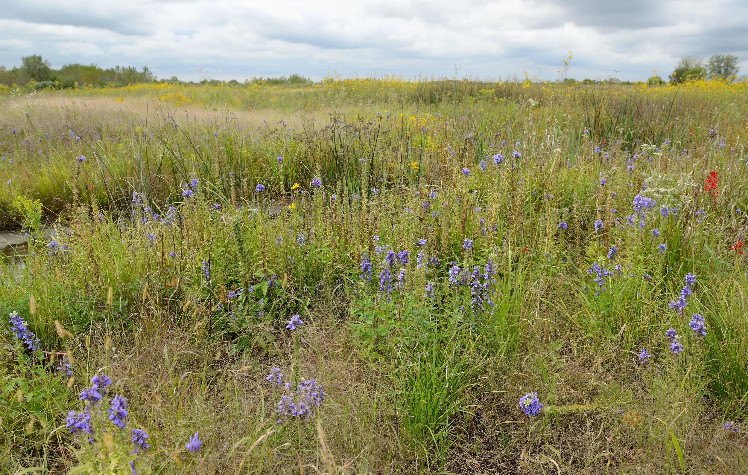A section of Midewin restored by TWI displays the distinctive rolling terrain caused by Ice Age glaciers. Photo by Gary Sullivan/TWI.