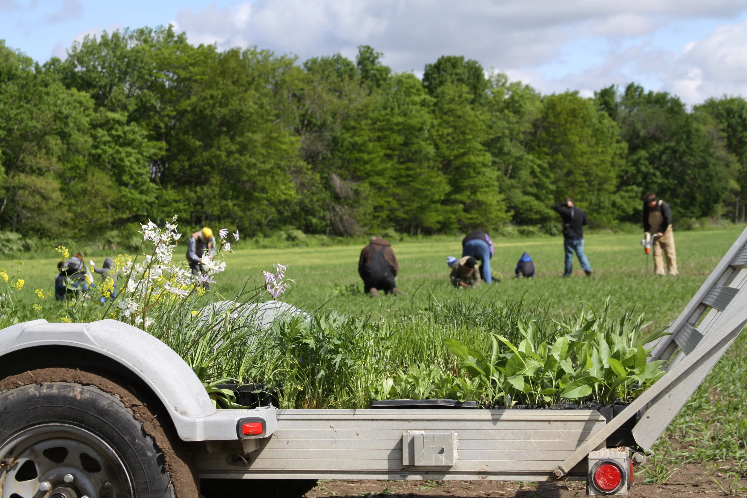Plug Planting Volunteer Day at the Dixon Refuge