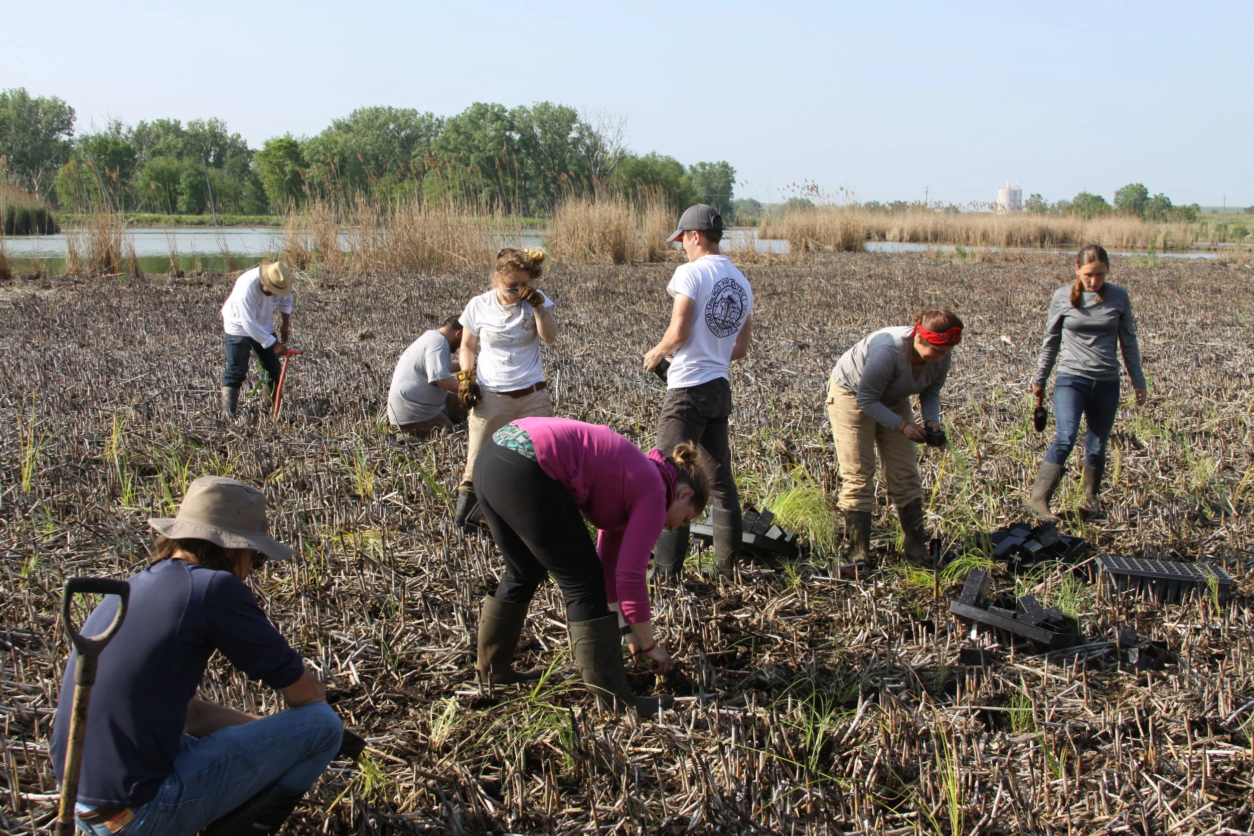 Plug Planting Volunteer Day at Indian Ridge Marsh
