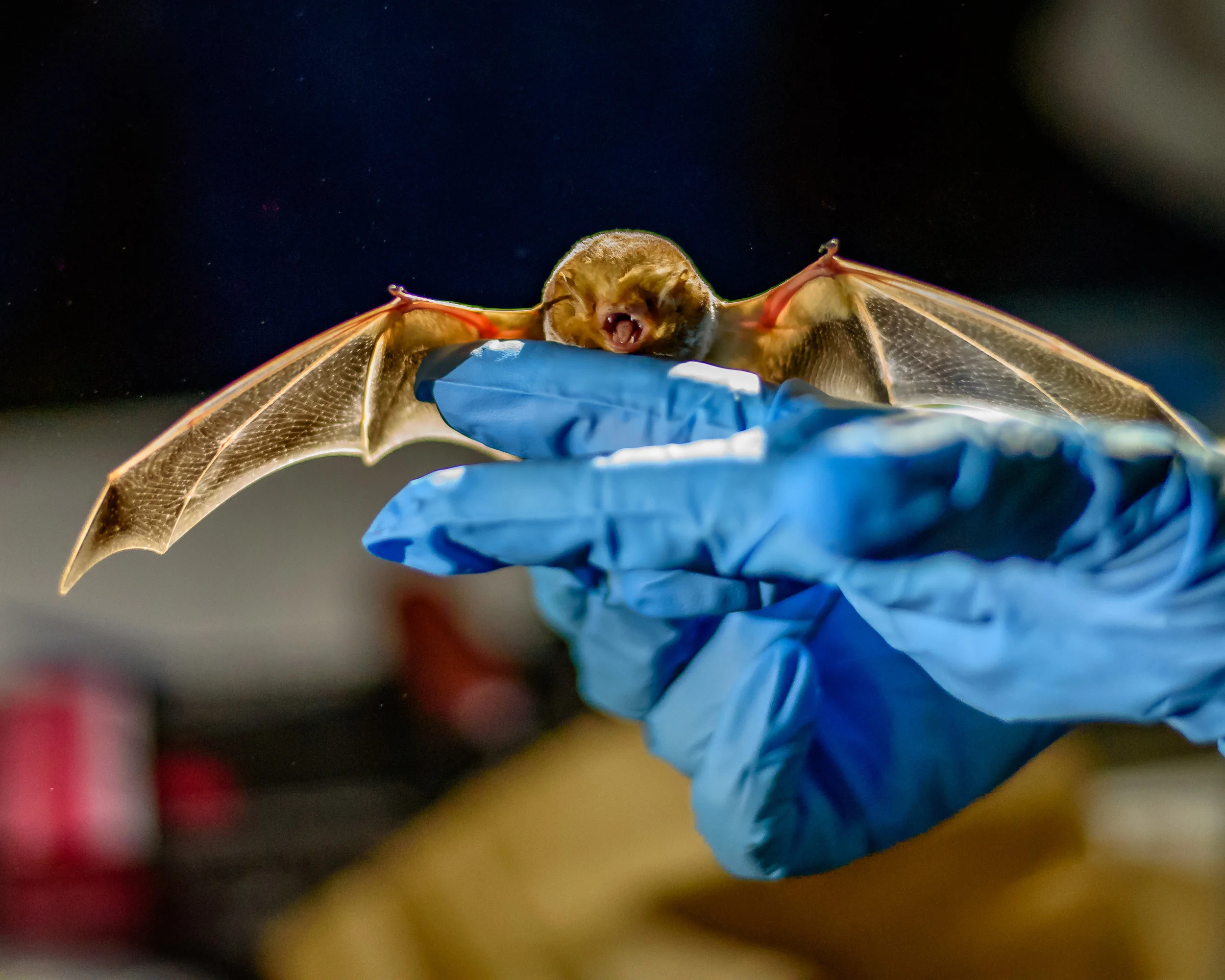 Participants were treated to up-close views of bats like this eastern red bat caught in mist-nets set up by researchers with the Illinois Bat Conservation Program. Photo by Rafi Wilkinson.