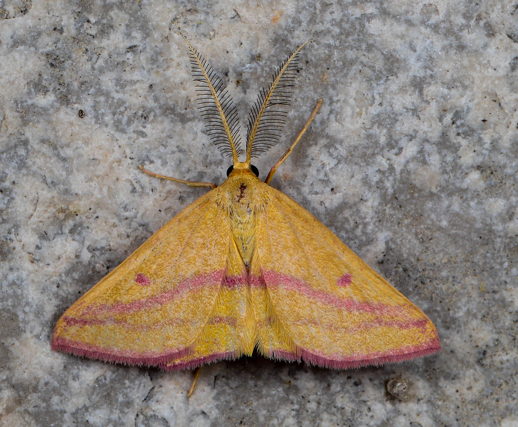 In just a few months of mothing this summer, TWI’s Trevor Edmonson has come across some of Illinois “moth-ers” most cherished finds, like the chickweed geometer moth. Photo by Trevor Edmonson/TWI.