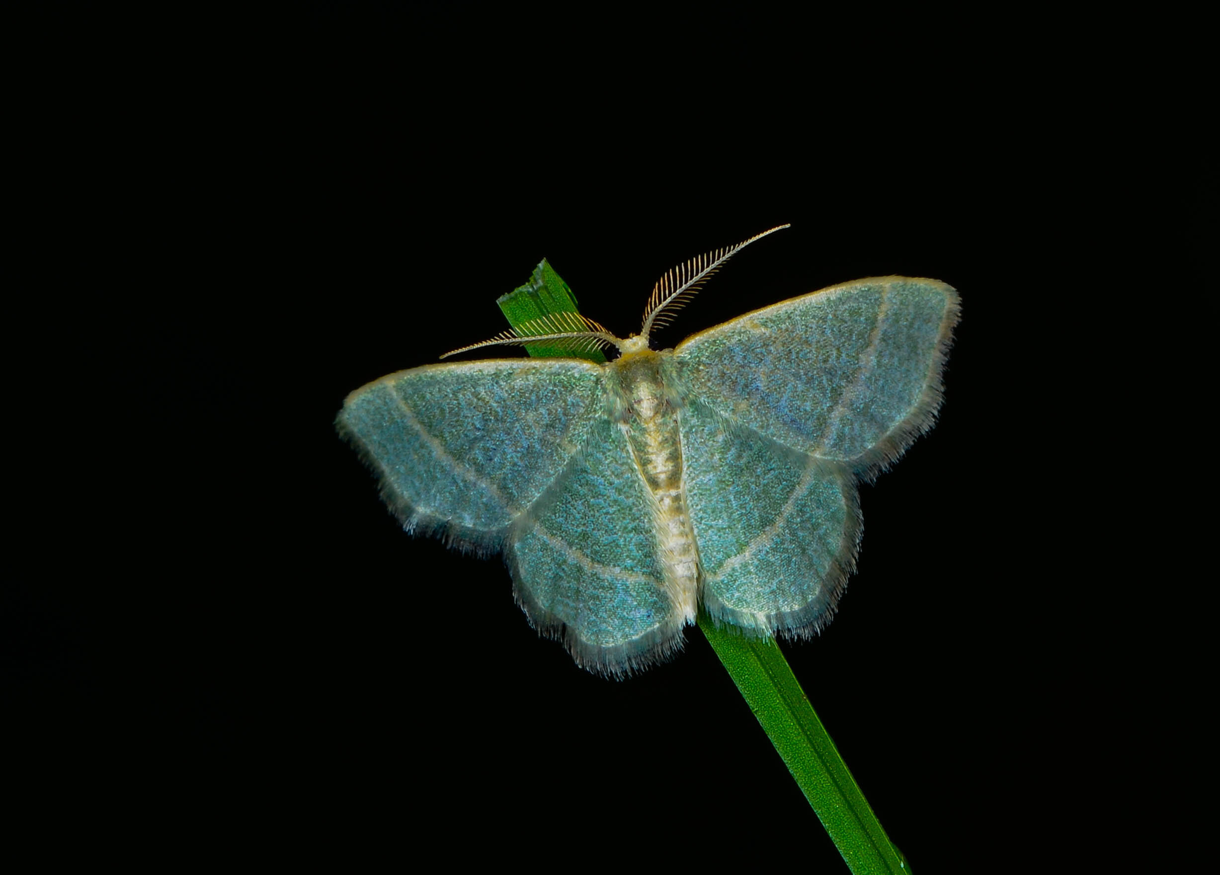 Another treasured find for Illinois moth enthusiasts, the gorgeous blackberry looper moth. Photo by Trevor Edmonson/TWI.