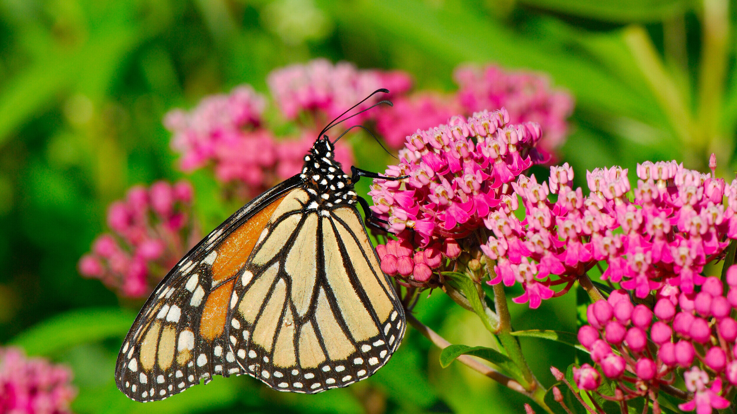 Monarch+butterfly.jpg
