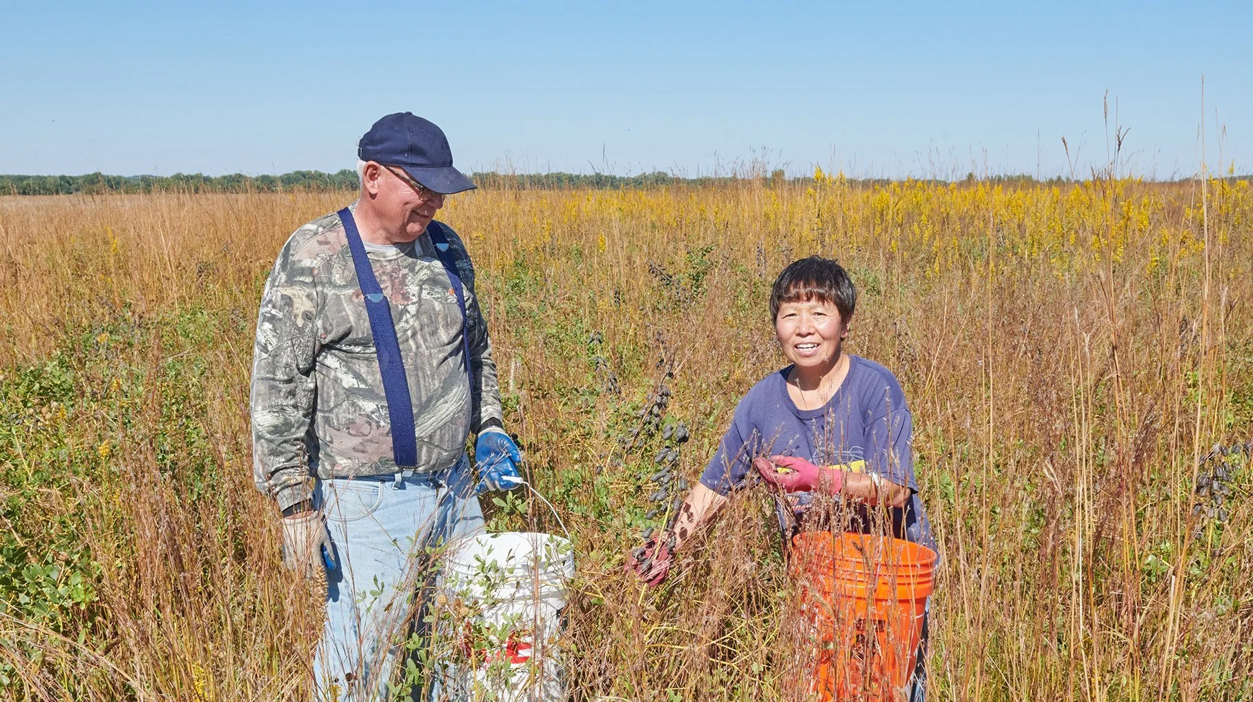 Native Seed Harvest at the Dixon Waterfowl Refuge