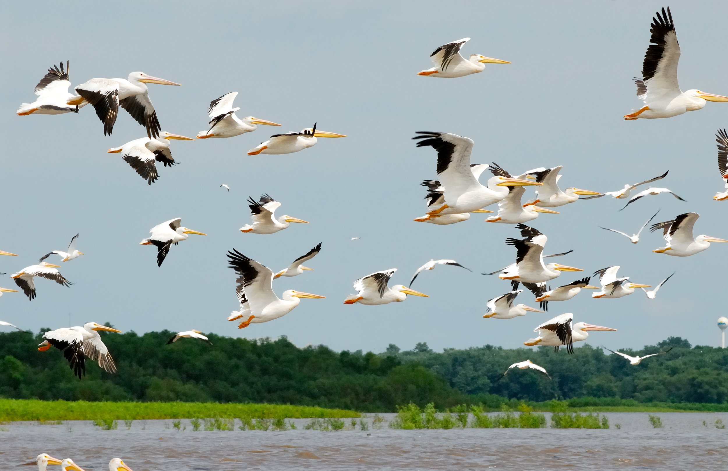 Conservation Partners resized.jpg