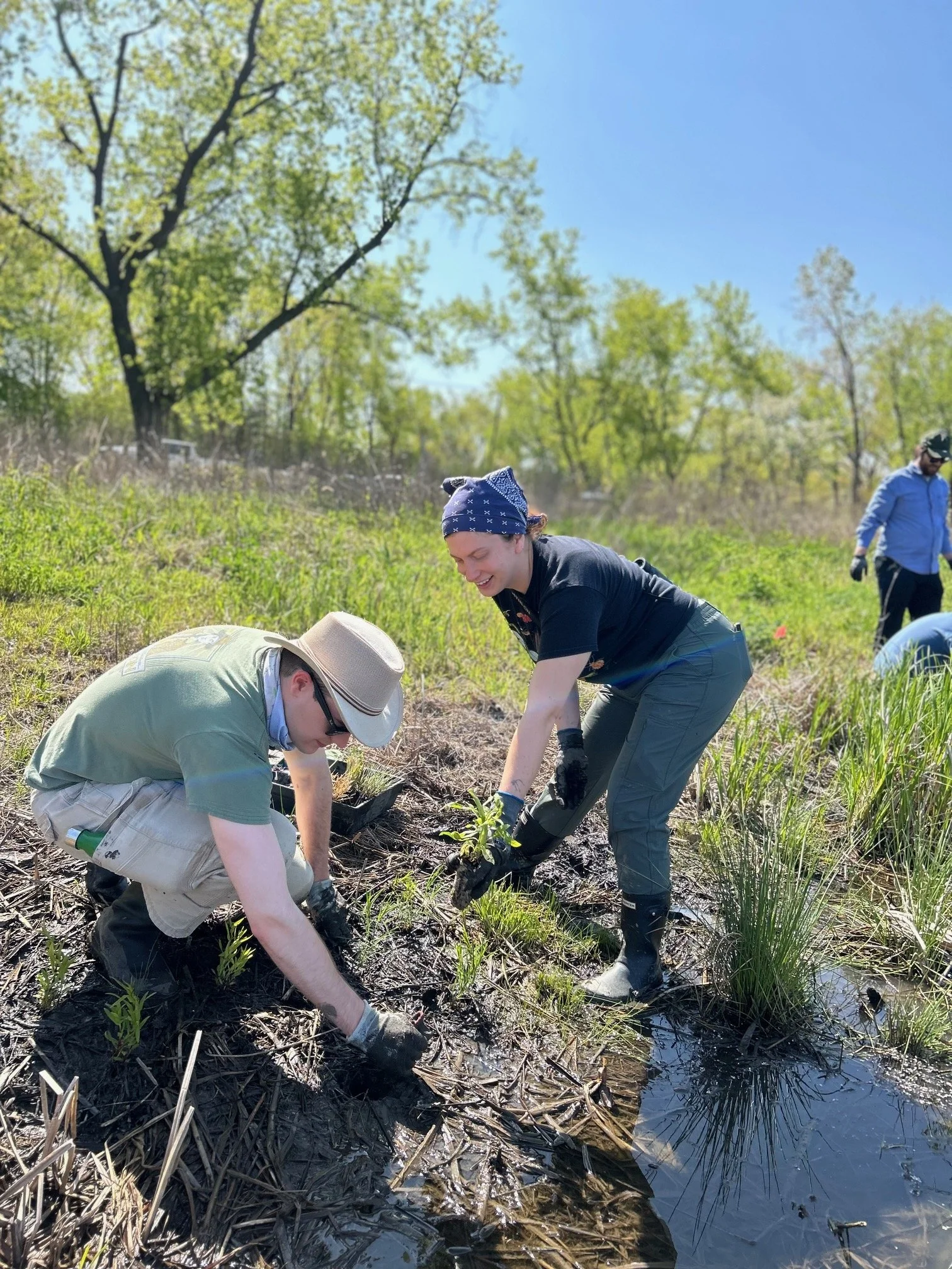 Chicago River Day Volunteer Plug Planting at Indian Ridge Marsh