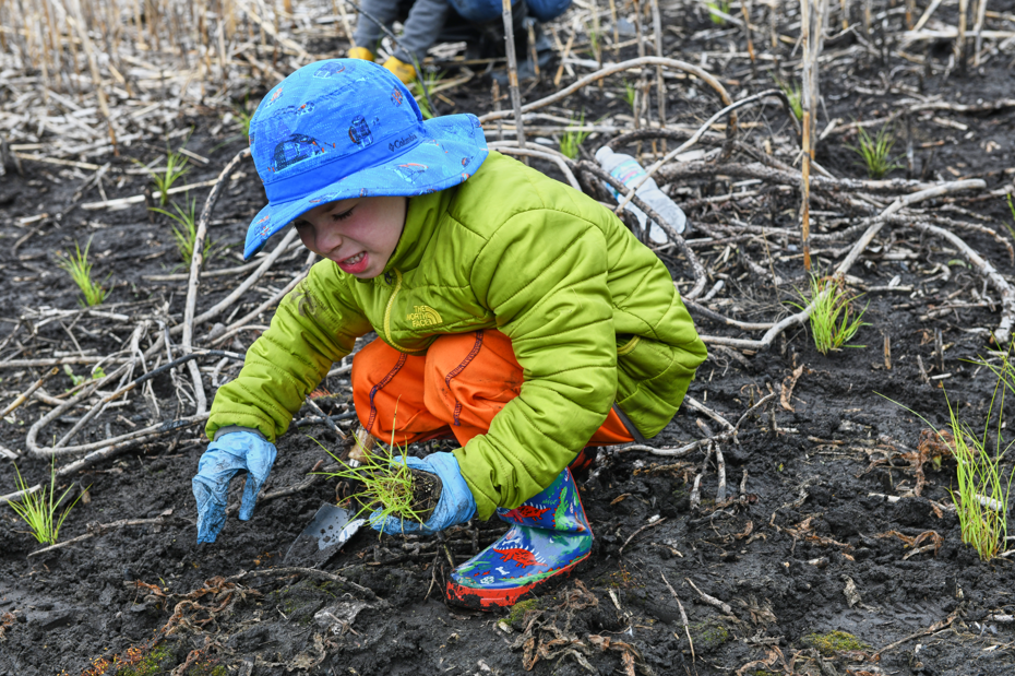 Volunteer Plug Planting at Grant Street Wetland (Gary, IN)