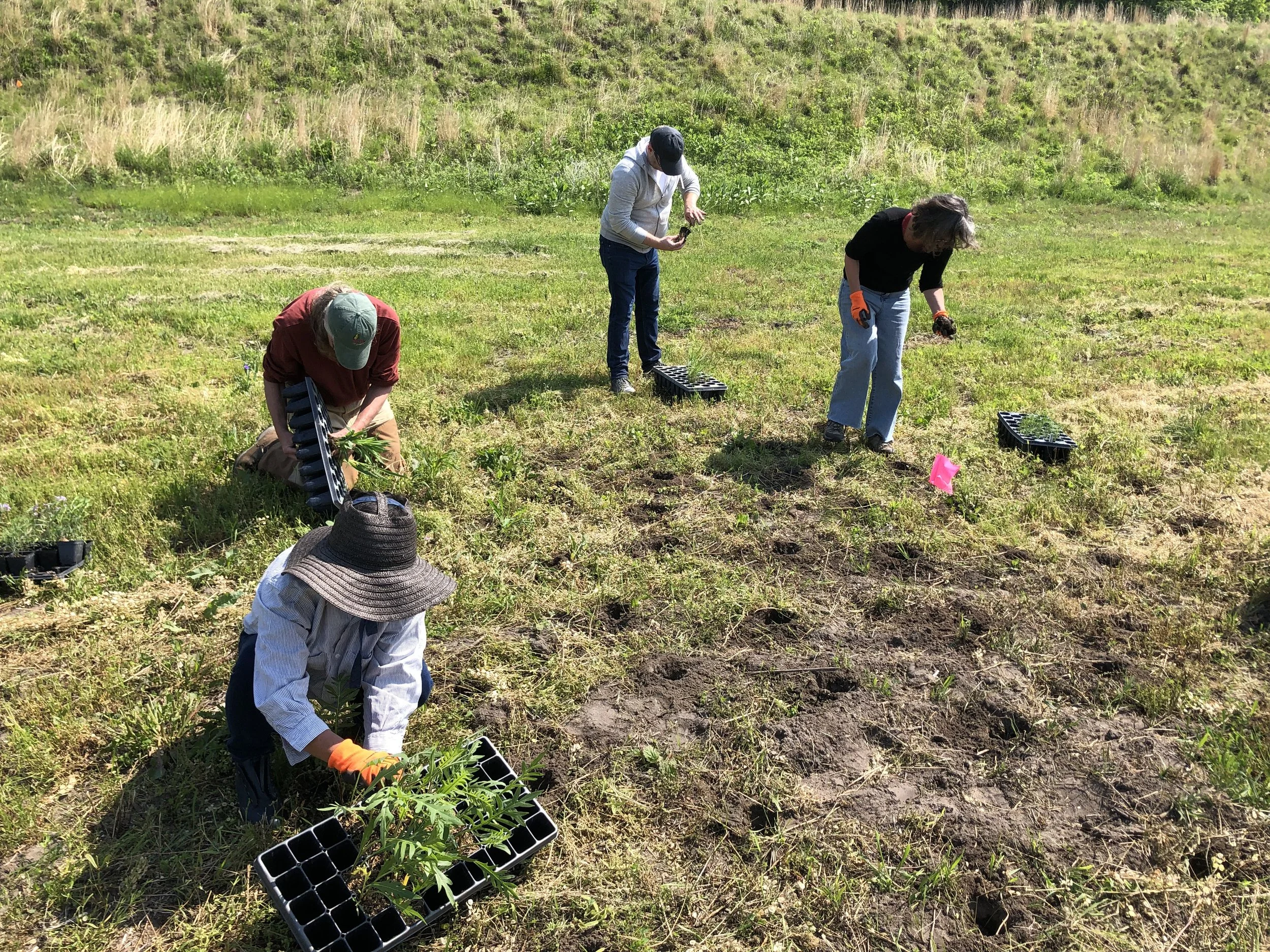 Volunteer Plug Planting at the Dixon Waterfowl Refuge