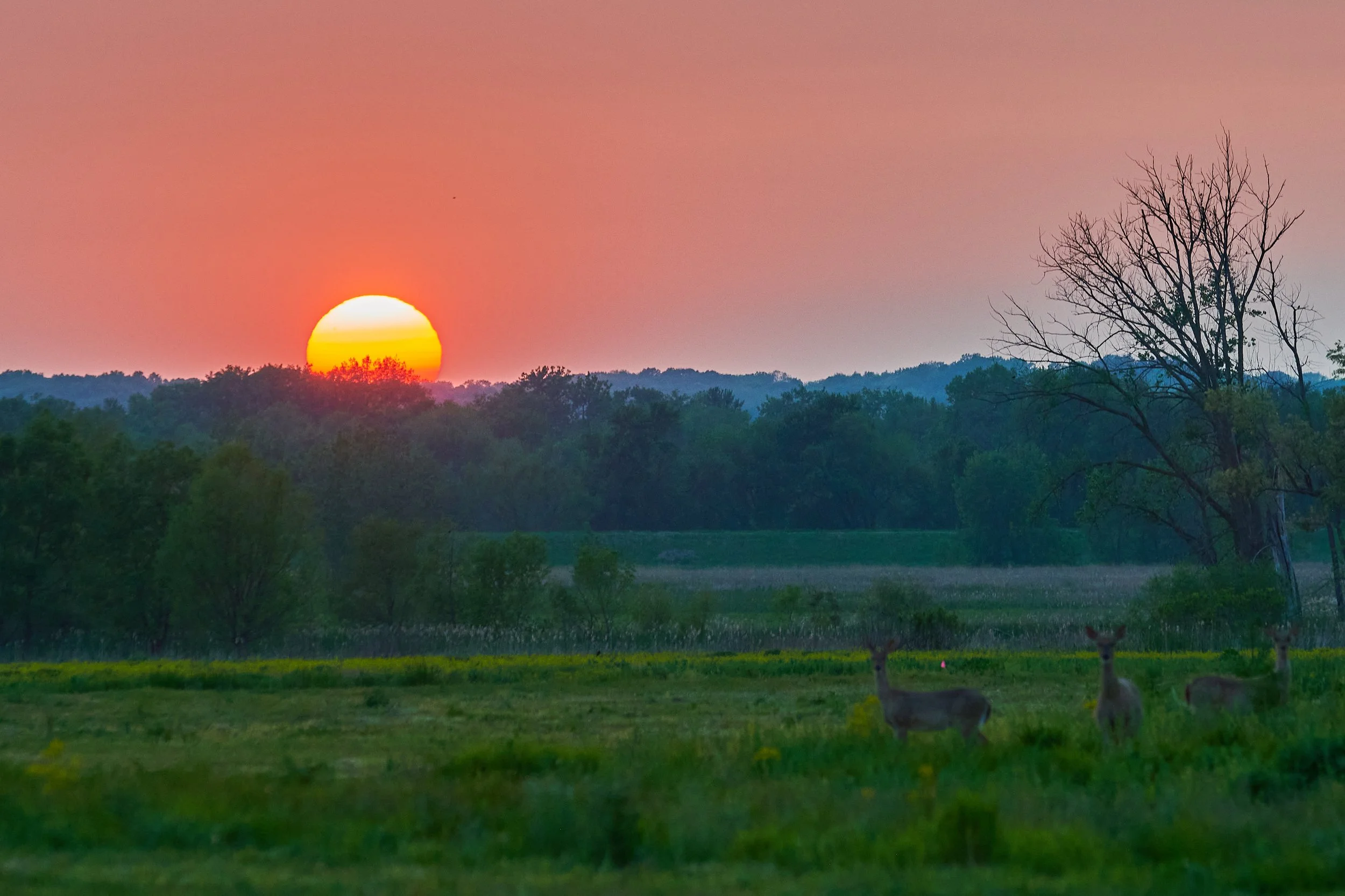 Seeds at Sunset: Volunteer Native Seed Harvest at the Dixon Waterfowl Refuge
