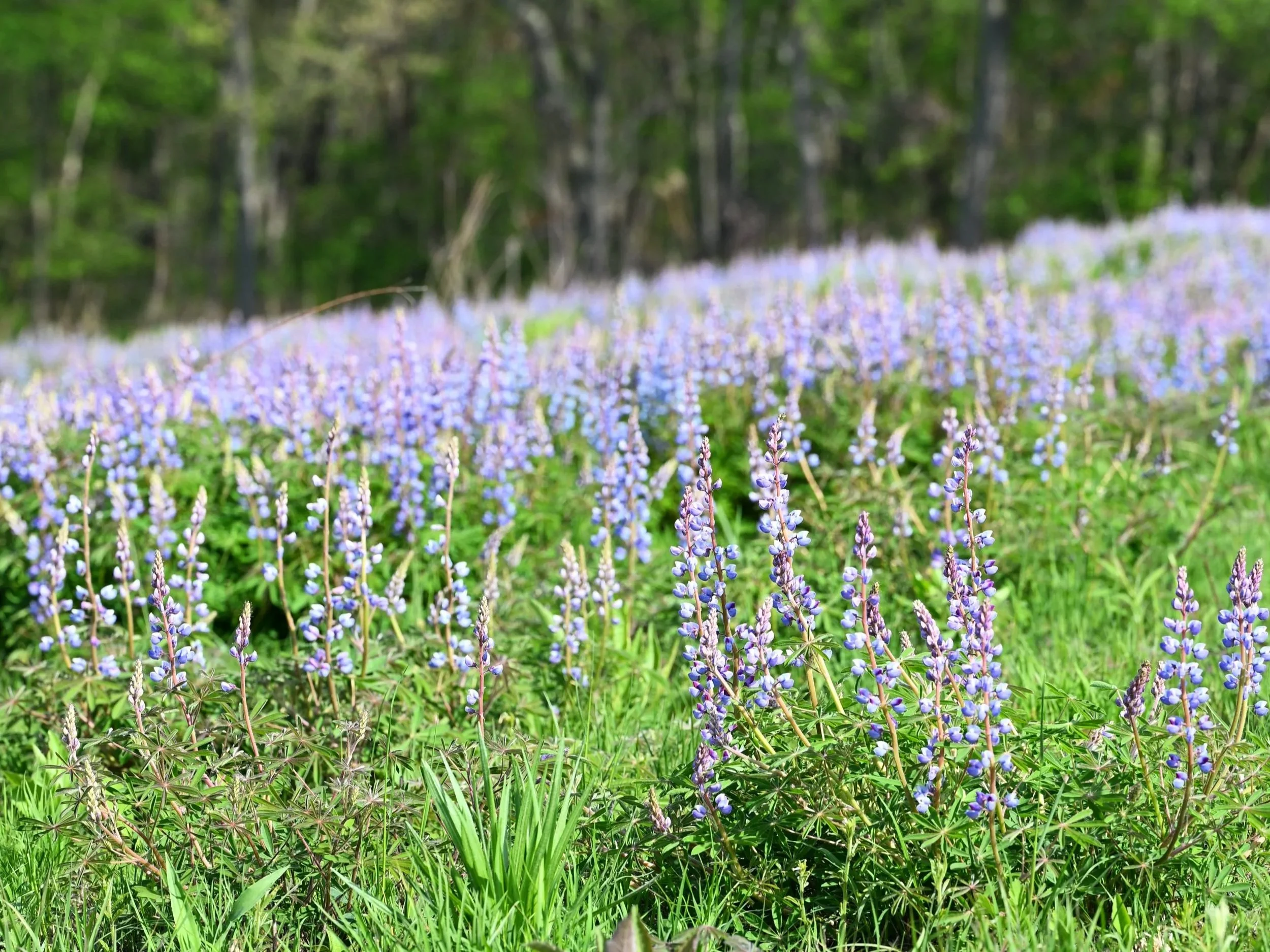 Hike &amp; Harvest: Sandy Hollow Interpretive Hike &amp; Seed Harvest