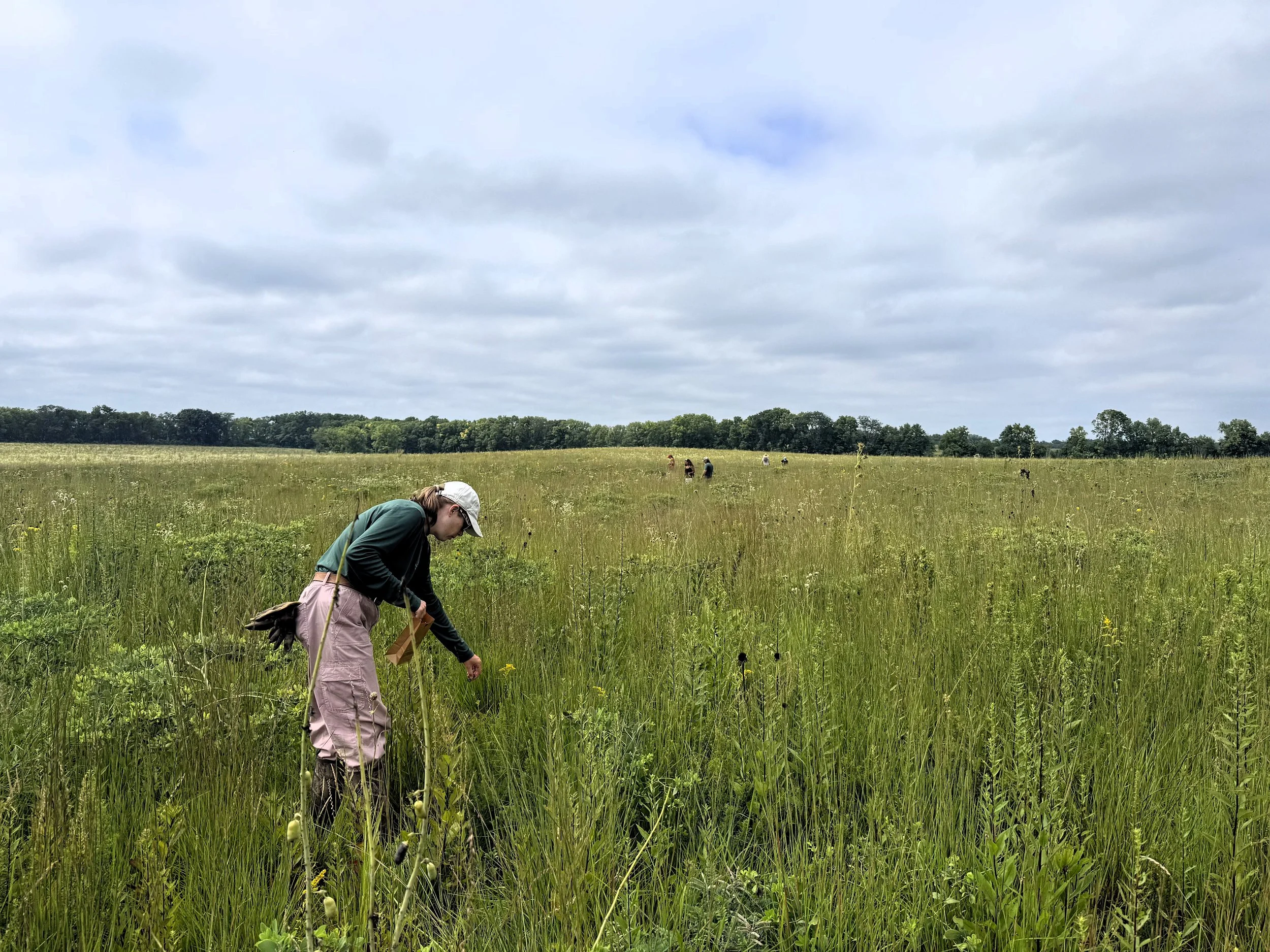 A.M. Harvest: Volunteer Native Seed Harvest at the Dixon Waterfowl Refuge