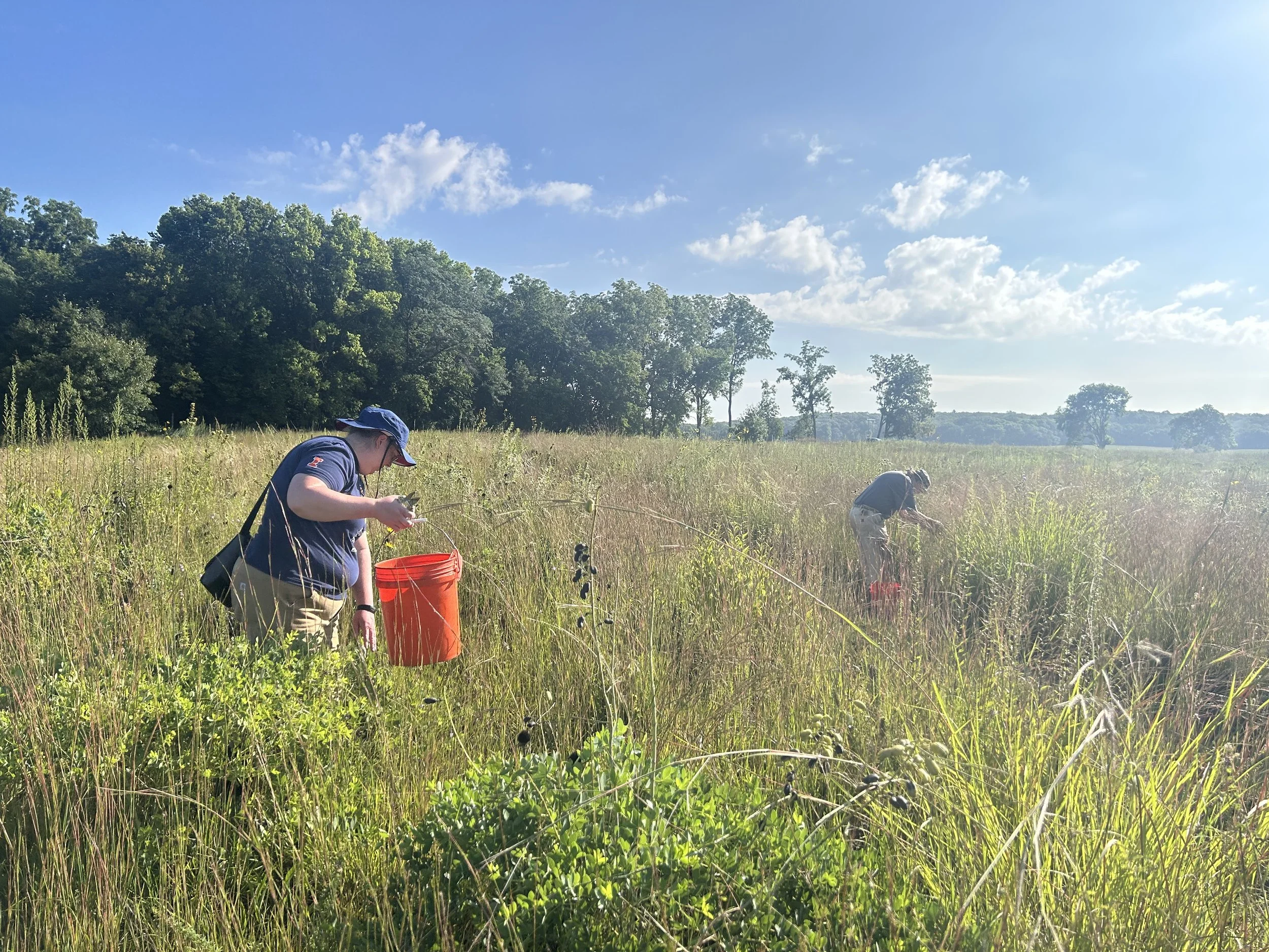 Saturday Morning Harvest: Volunteer Native Seed Harvest at the Dixon Waterfowl Refuge