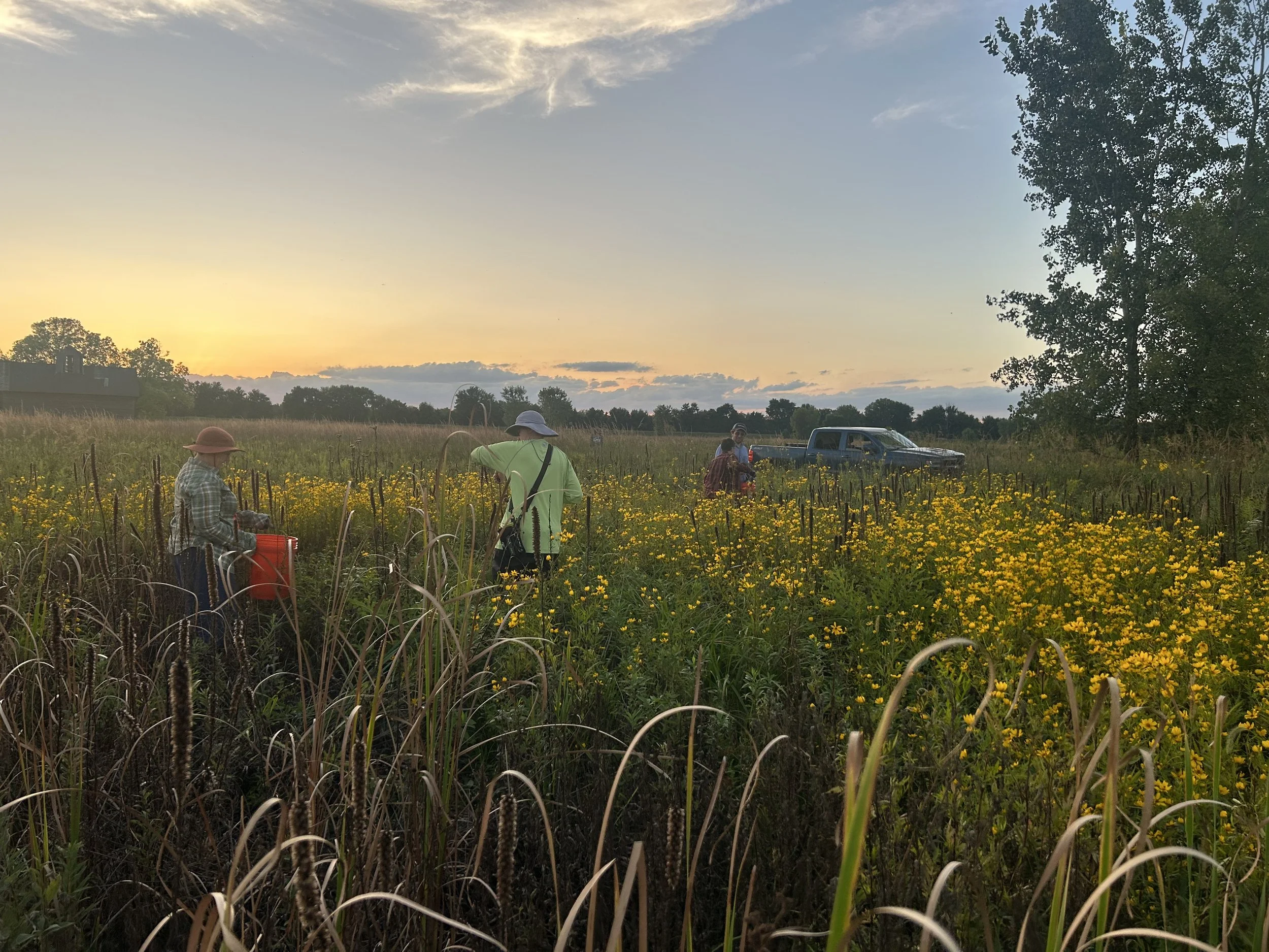 Seeds at Sunset: Volunteer Native Seed Harvest at the Dixon Waterfowl Refuge