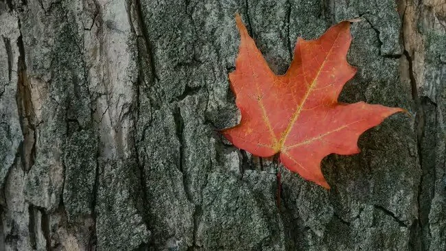 Fall Tree ID Hike (Master Naturalist Event)