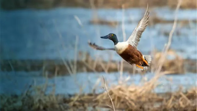 Birdwatching Hike (Master Naturalist Event)