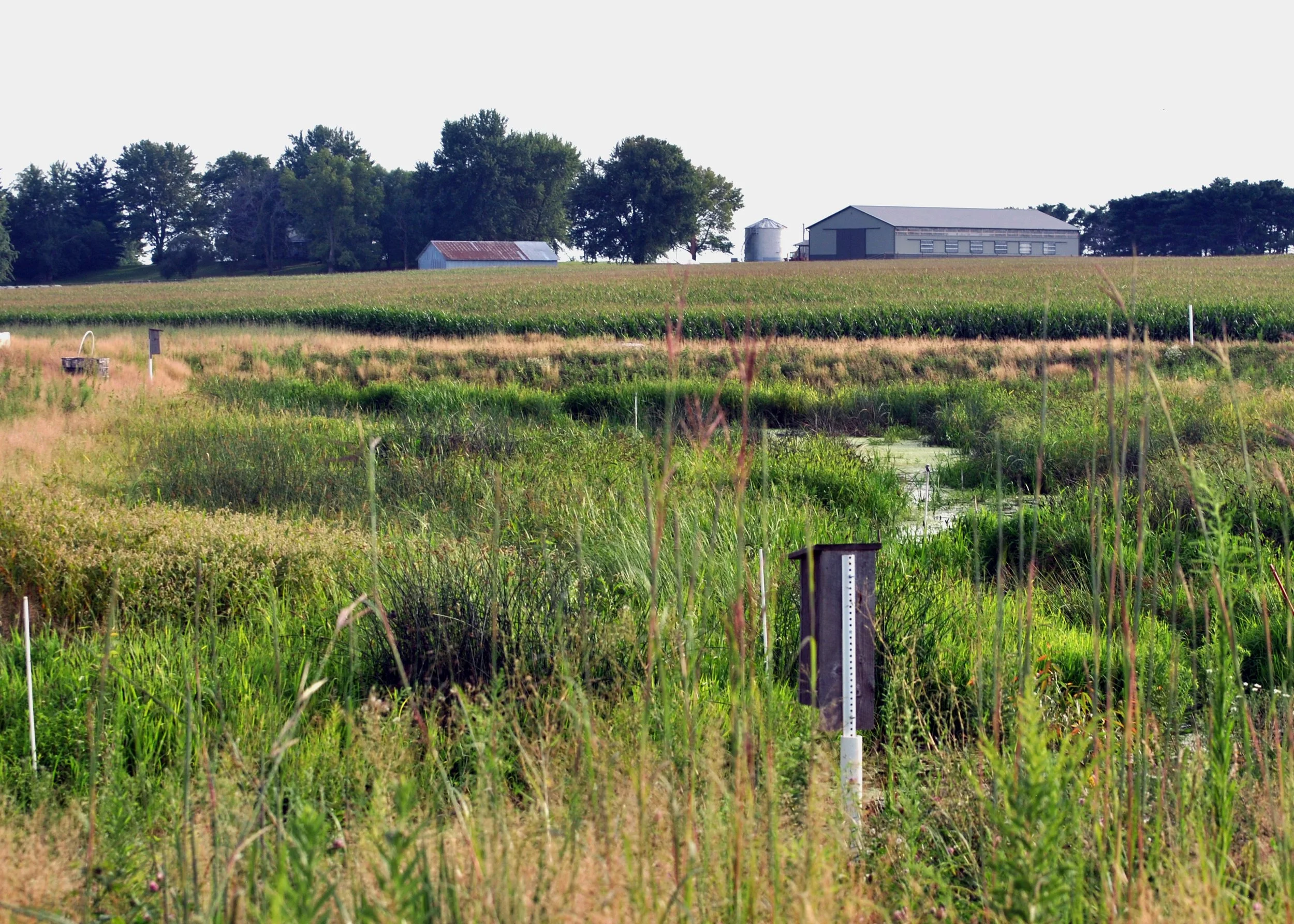 Thacker wetland 2017.jpg