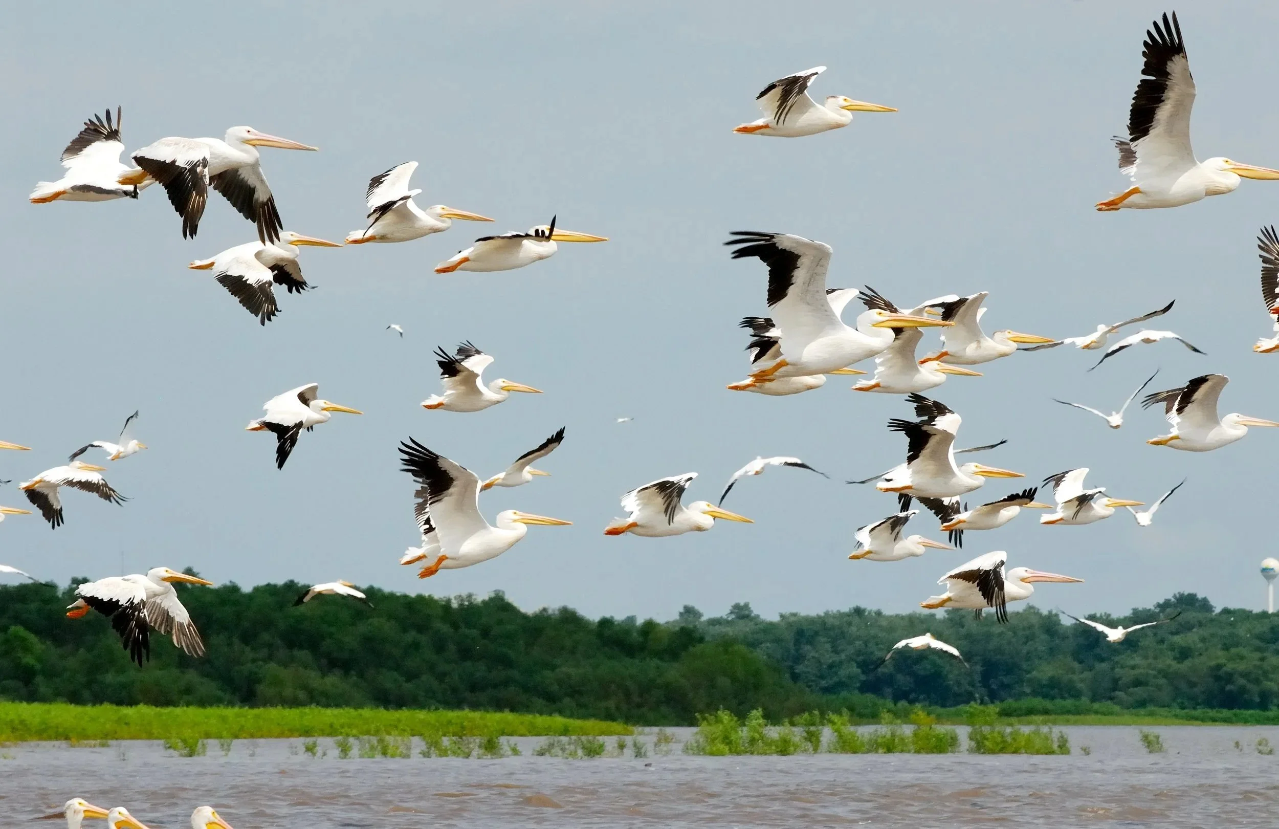 Conservation Partners resized.jpg