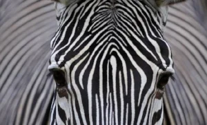 zebra face.jpg