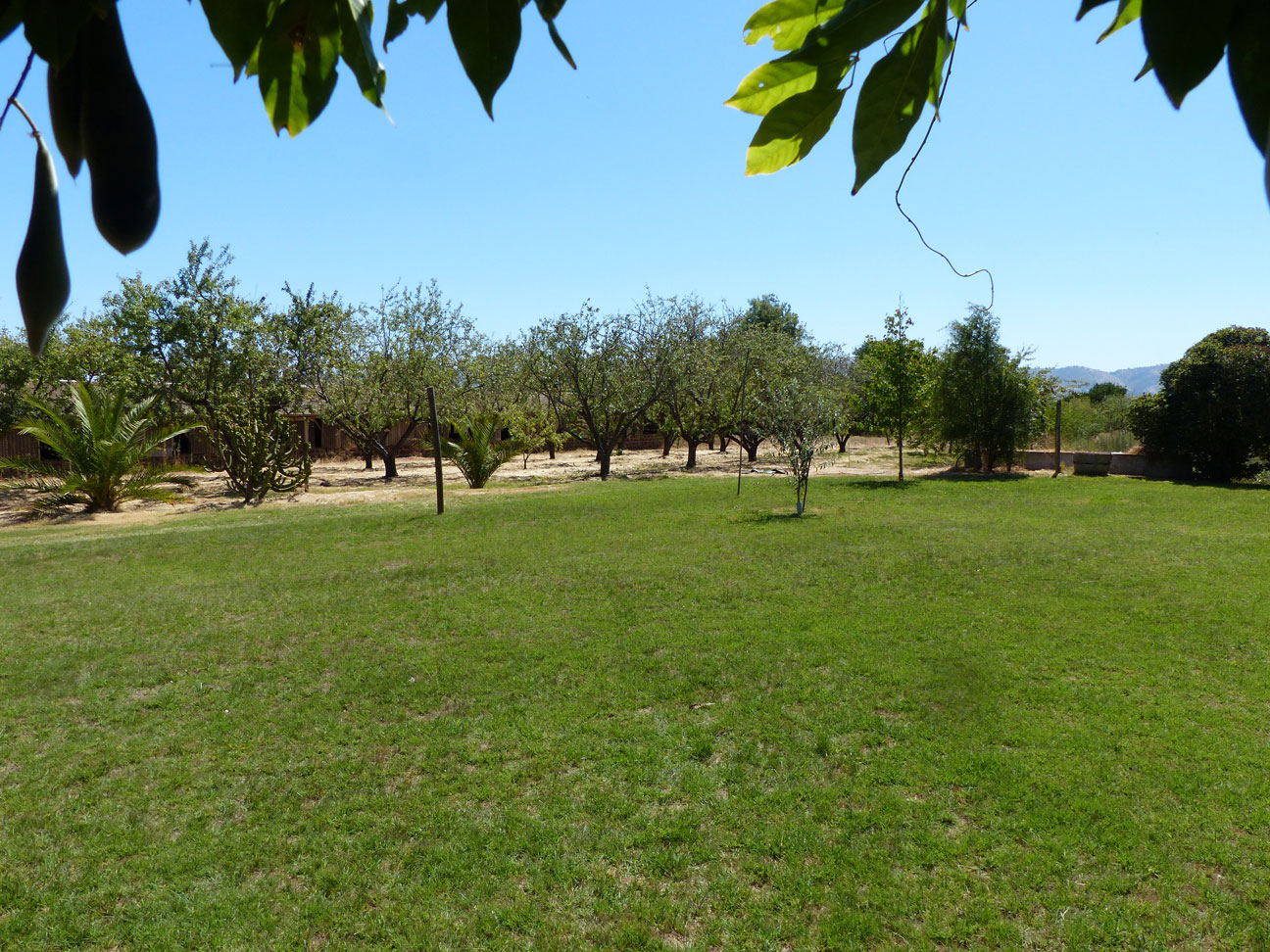 Fruit trees on the farm