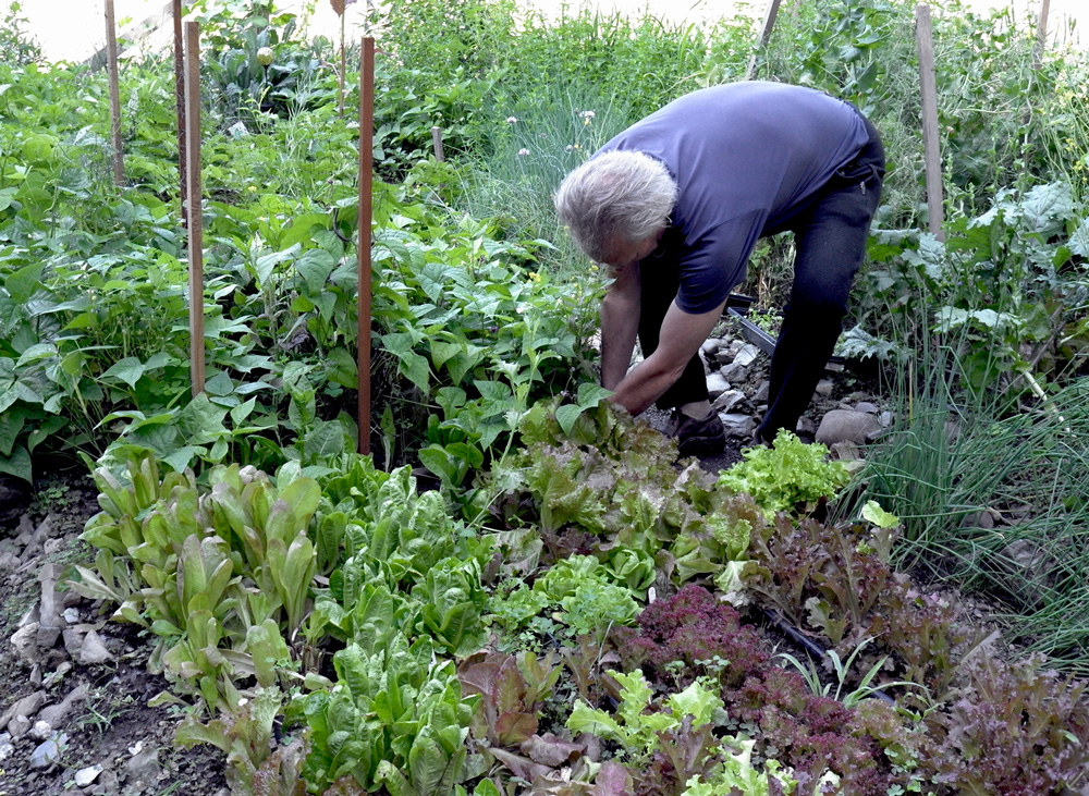 Ron choosing the best of the best from his garden. (Photo credit: asithappens.me)