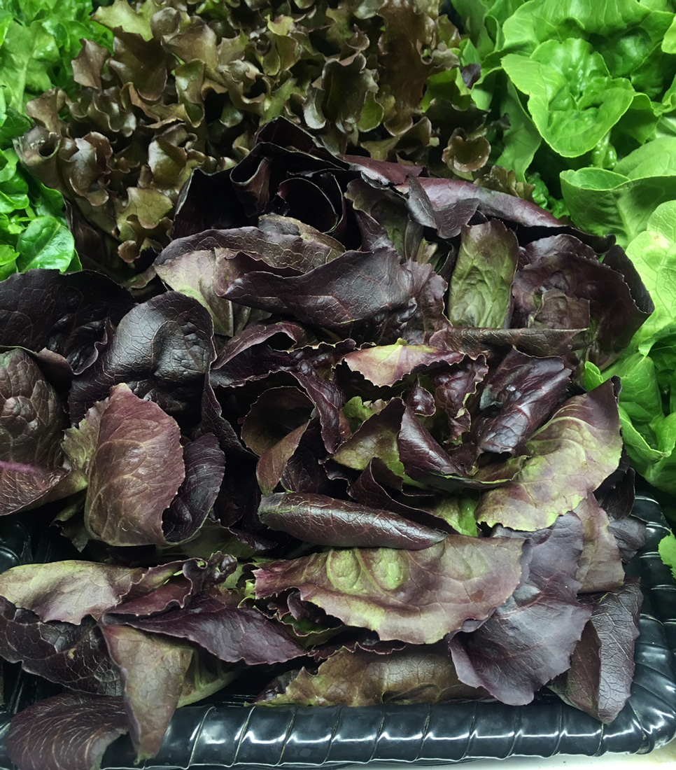Baby Romaine 