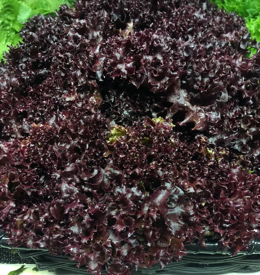Lola Rossa Lettuce