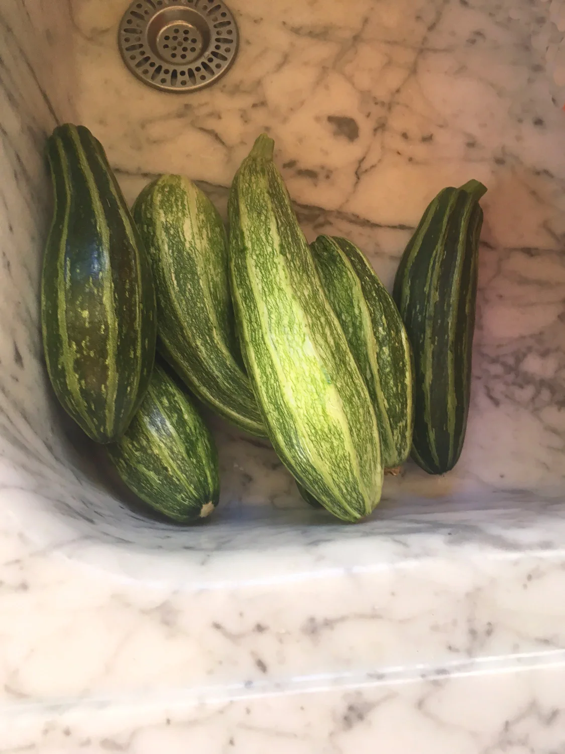 Lots of zucchini