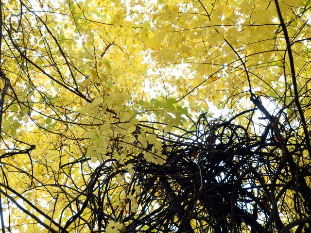 yellow.tree.jpg