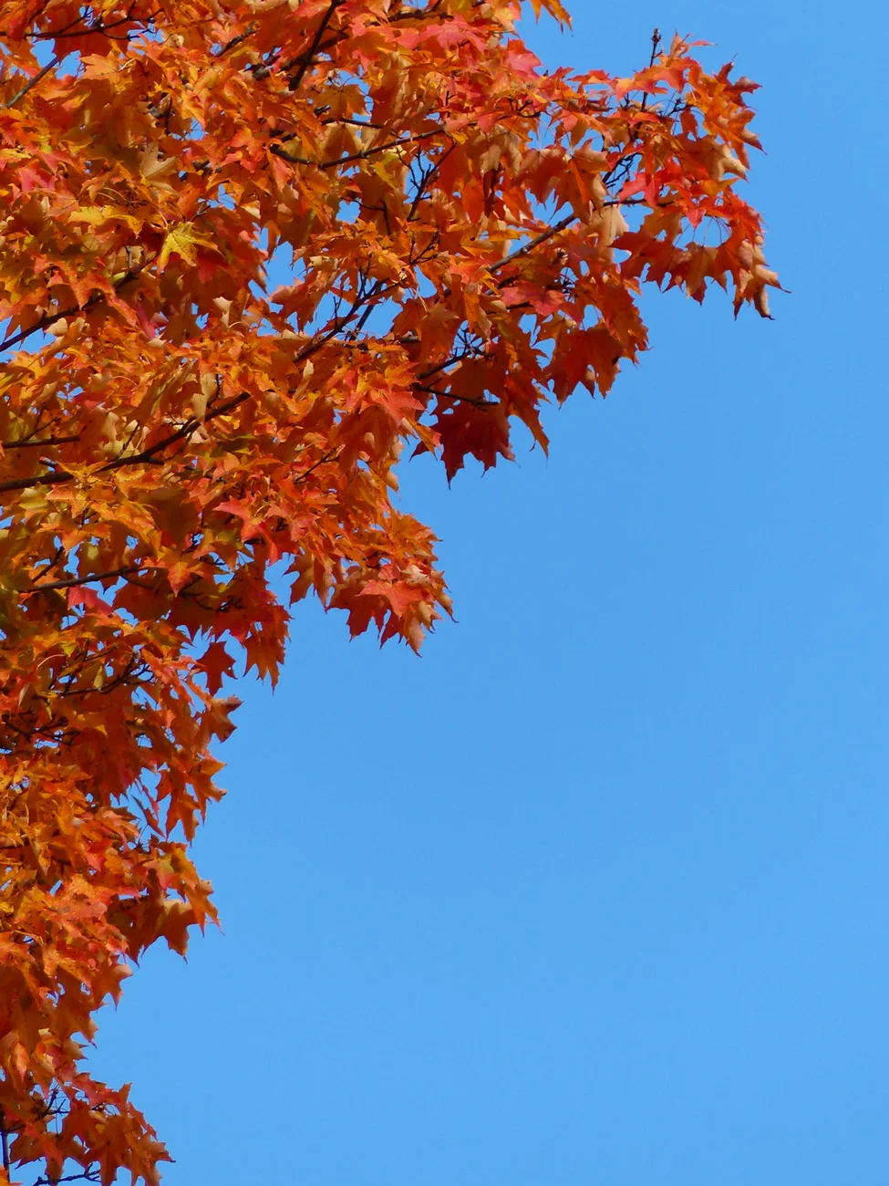 orange.tree.jpg